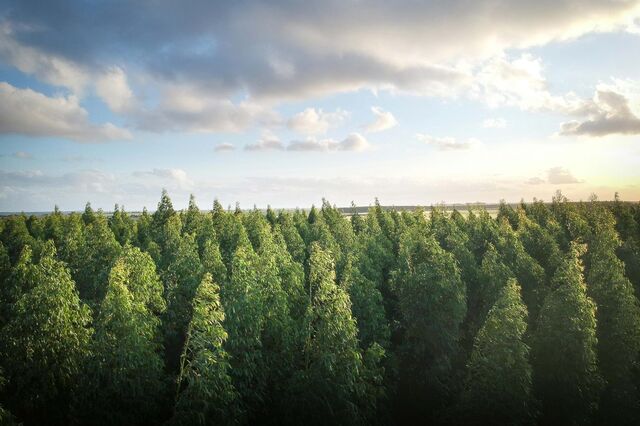 Remoção de CO2: bala de prata ou o elefante na sala das empresas? 