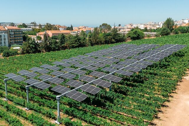 Uvas à sombra de energia solar? Galp quer testar sabor do vinho