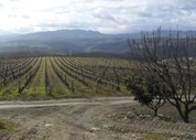 Quinta do Sairrão, propriedade da Sogrape no Douro.