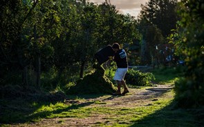 A árvore no centro da transformação agrícola