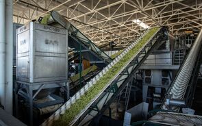 Guerra impacta azeite com subida de custos de até 40% na produção e atrasos na exportação