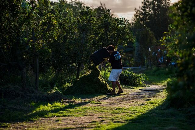 A árvore no centro da transformação agrícola