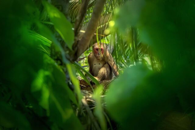 Regulamento para travar desflorestação adiado por 12 meses