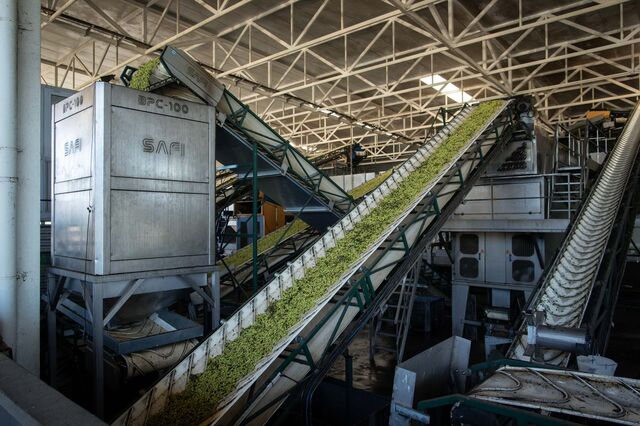 Guerra impacta azeite com subida de custos de até 40% na produção e atrasos na exportação