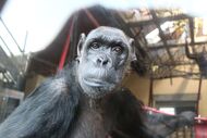 O chimpanzé Chocolat após a viagem até ao Reino Unido.