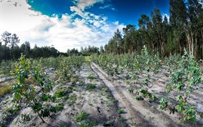 Lei dos solos terá impacto limitado nos preços da habitação, dizem especialistas