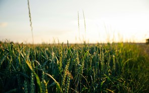 Agricultores 'perplexos' com corte drástico nos apoios. PS pede audição urgente