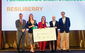 ResiliBerry faz florescer morangueiros que desafiam o clima