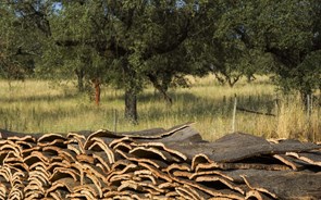 Negócios Iniciativas | A indústria da cortiça é essencial para a economia rural 