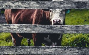 Áreas de pastagem estão sob ameaça climática