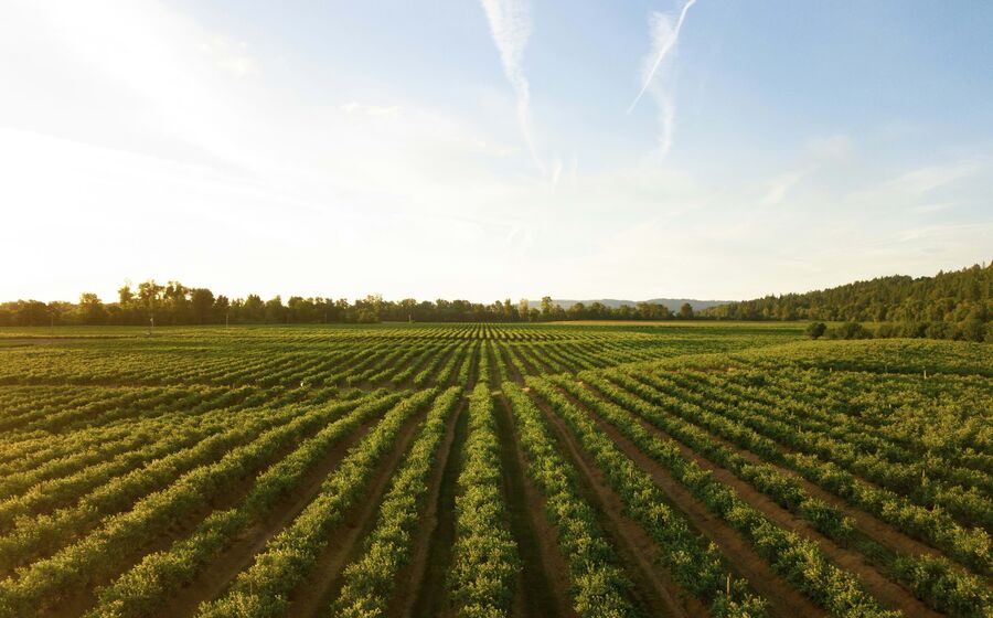 agricultura campo colheitas