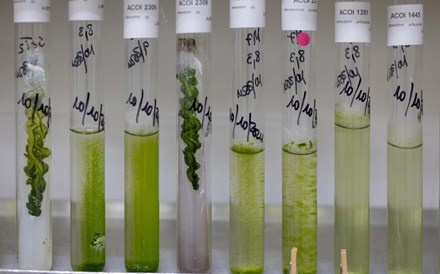 O mundo em 10 mil tubos de ensaio – assim é a Algoteca da Universidade de Coimbra 