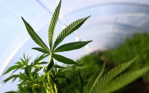 canabis, cannabis, marijuana