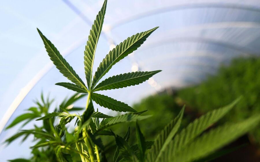 canabis, cannabis, marijuana