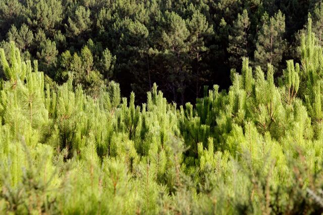 Mais de metade dos municípios estão sem plano de ação climática