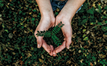 Desenvolver a floresta portuguesa para um futuro sustentável