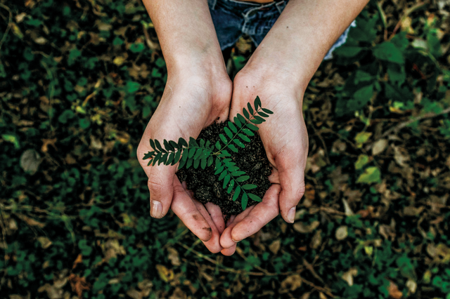 Desenvolver a floresta portuguesa para um futuro sustentável