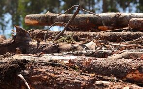 Uniexpo em Albergaria-a-Velha: Soluções e tecnologias para a fileira da floresta