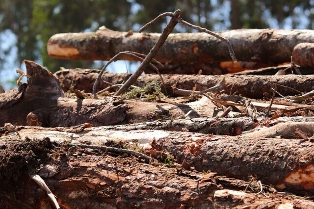 Bruxelas aprova ajudas estatais de 250 milhões para setor florestal em Portugal