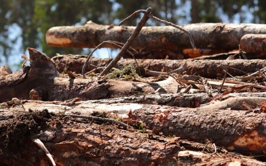 Bruxelas aprova ajudas estatais de 250 milhões para setor florestal em Portugal