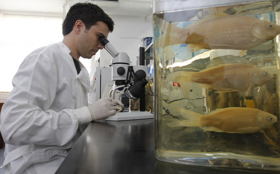 Cientista examina amostra ao microscópio num laboratório, pesquisa para avançar