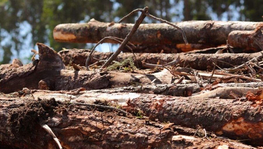 Feira Uniexpo em Albergaria-a-Velha apresenta inovações para o setor florestal nacional
