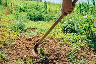 Projeto Healthy Soils @Torres Vedras promove solos saudáveis com ciência e comunidade