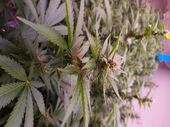 Empresa de canábis medicinal em Condeixa, Portugal, declara falência devido a bloqueio bancário na Ucrânia