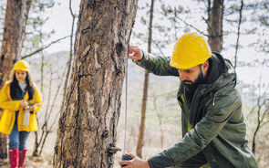 O prémio reconhece a importância da floresta para a economia.