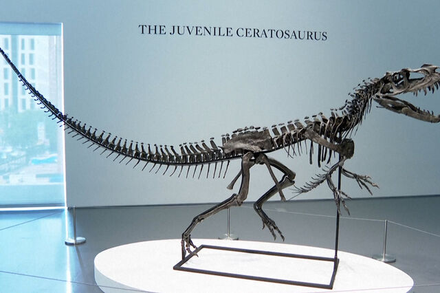 Quer ser dono de um esqueleto de dinossauro? Vai a leilão em Nova Iorque