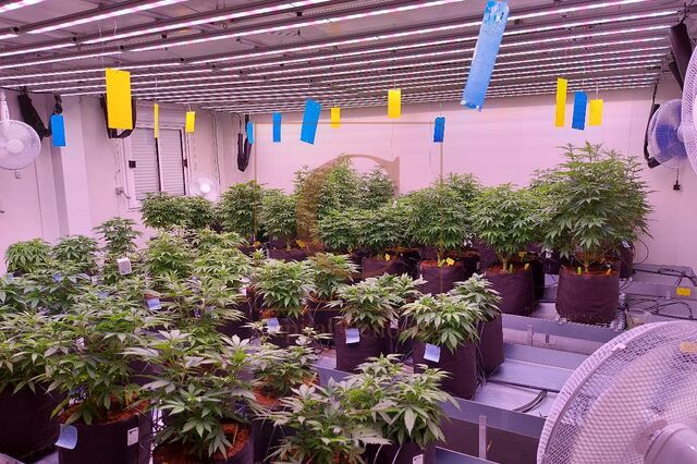 Bloqueio bancário na Ucrânia atira produtora de canábis em Portugal para a falência 