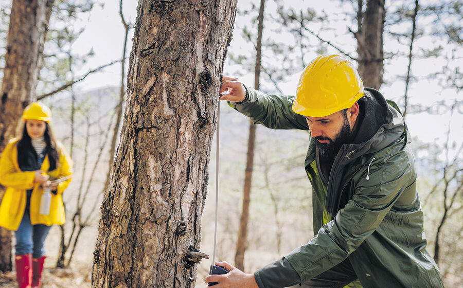 O prémio reconhece a importância da floresta para a economia.