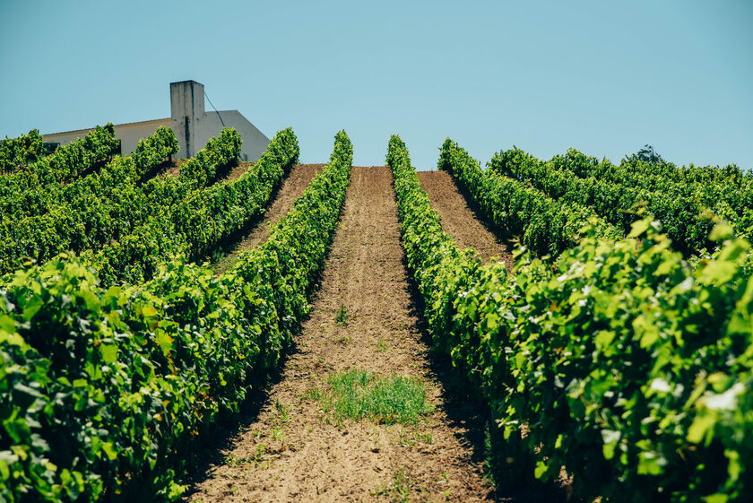 Torres Vedras promove gestão sustentável de solos agrícolas e vitícolas