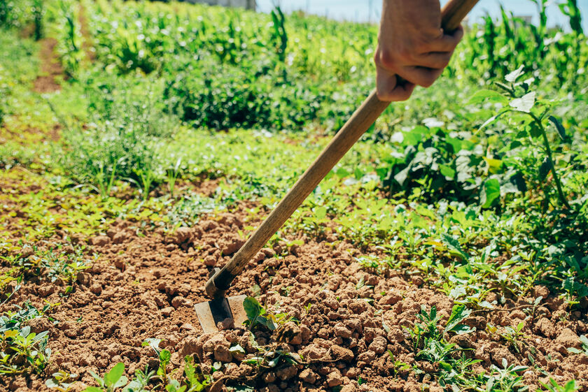 Projeto Healthy Soils @Torres Vedras promove solos saudáveis com ciência e comunidade