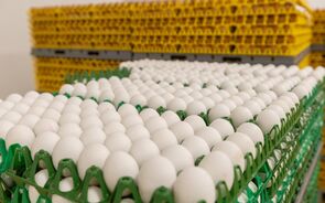 China proíbe produtos avícolas de Espanha devido a surtos de gripe aviária