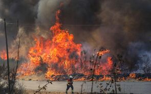 Incêndios: Do 'impacto dramático' nas castanhas ao 'panorama desolador' no mel