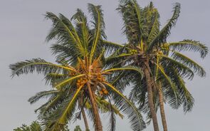 Óleo de coco dispara para máximos históricos e torna-se artigo de luxo na Ásia