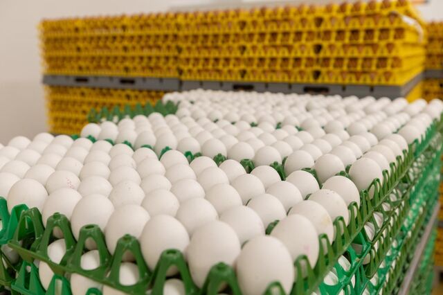 China proíbe importação de produtos avícolas de Espanha devido a surtos de gripe aviária