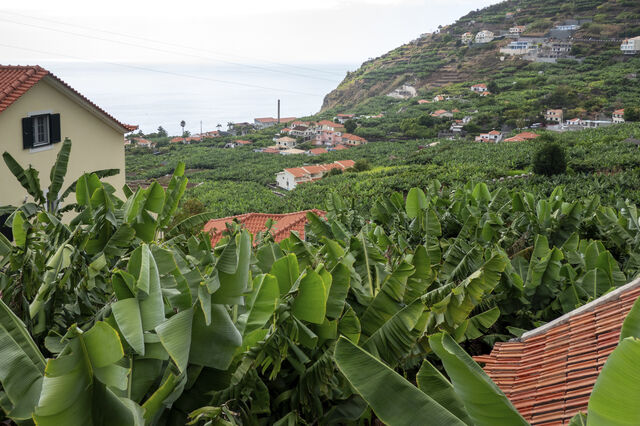 Posição dominante na venda da banana da Madeira leva AdC a multar empresa pública