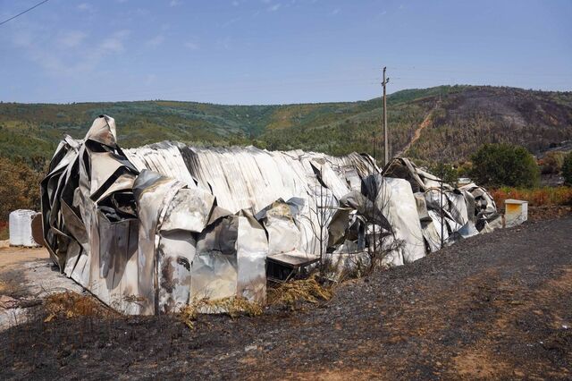 Exploração de mirtilos na Lousã que ardeu em 2017 voltou a ser afetada pelo fogo