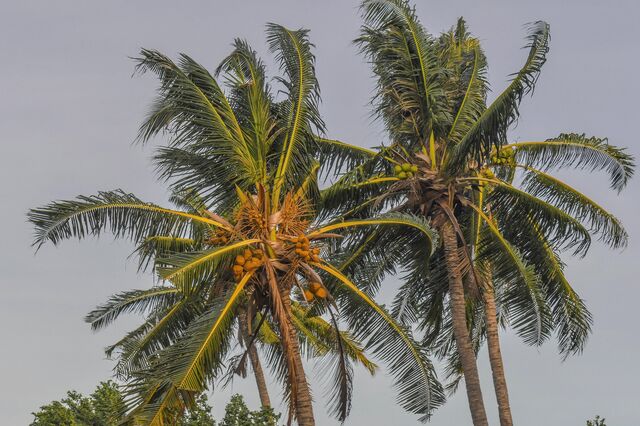 Óleo de coco dispara para máximos históricos e torna-se artigo de luxo na Ásia