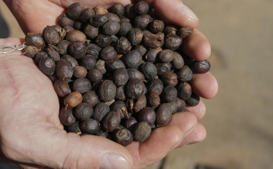 China abre mercado ao café brasileiro após tarifas dos EUA