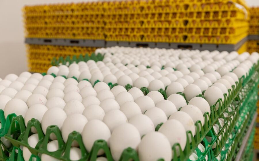 China proíbe produtos avícolas de Espanha devido a surtos de gripe aviária