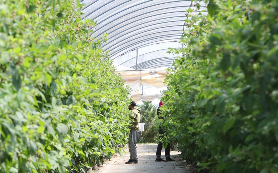 A agricultura é dos setores em que os trabalhadores estrangeiros têm maior peso.