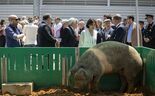 China impõe taxas sobre carne de porco da UE. Bruxelas garante proteção aos exportadores