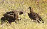 Qual o futuro das aves raras? 