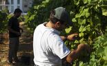 Direção do Instituto da Vinha e do Vinho dissolvida para 'imprimir uma nova orientação à gestão'