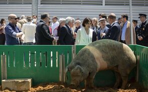 China taxa carne de porco da UE após investigação de 'dumping'