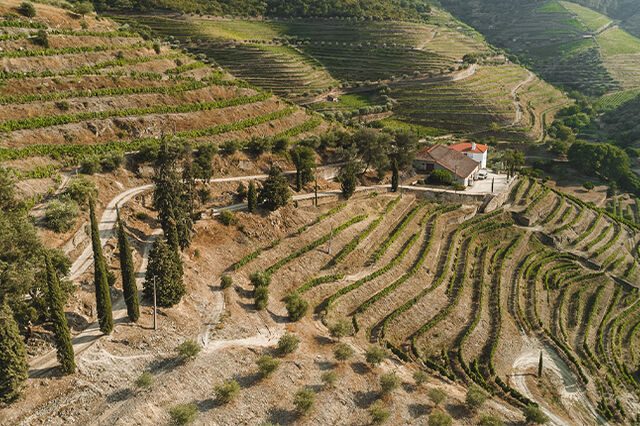 Quinta D’Ervedosa conquista Ouro com o Tinto 2023