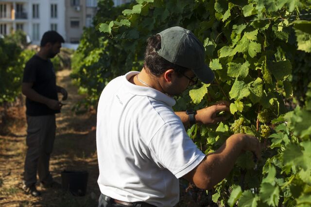 Direção do Instituto da Vinha e do Vinho dissolvida para 'imprimir uma nova orientação à gestão'